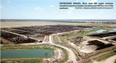  ?? PHOTOS: ANIMALLIBE­RATIONPHOT­OGRAPHY ?? DISTRESSIN­G IMAGES: More than 100 vegan activists invaded Lemontree feedlot and dairy near Millmerran at the weekend.