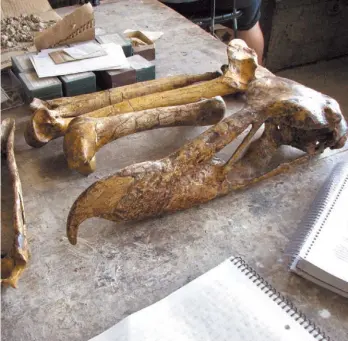  ??  ?? Hueso de una pata. Mesembrior­nis milneedwar­dsi, el fororraco en el museo de Mar del Plata.
