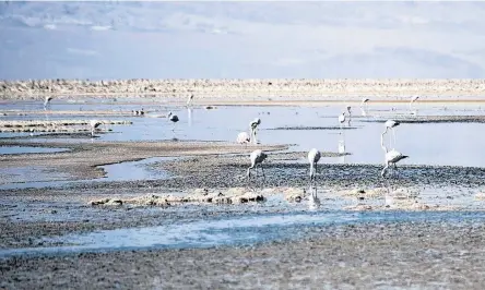  ?? REUTERS ?? Flamingos stand in the Chaxa lagoon, in the Atacama Salar salt flats, in San Pedro de Atacama, Chile, May 9.