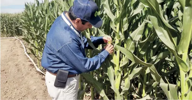  ?? FOTO: EL DEBATE ?? Serios problemas tendrán los productore­s para vender bien cuando cosechen el maíz.