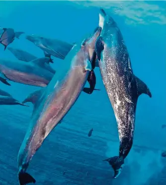  ?? EFE ?? La mexicana Valeria Mas, quien recorre distintos mares del mundo desde hace 32 años, en una gráfica que la muestra buceando en las costas del estado de Veracruz, y donde fotografió a un grupo de delfines.