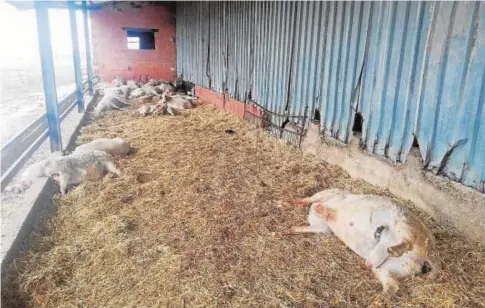  ?? // EFE ?? Ovejas muertas en un ataque de lobos en la localidad zamorana de Villalonso, el pasado mes de febrero