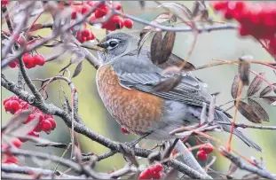  ?? BRUCE MACTAVISH PHOTO ?? An American Robin sits snug in a tree full of colourful dogberries.