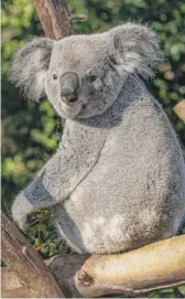  ?? BROOKFIELD ZOO CHICAGO PHOTOS ?? Willum is one of two koalas on loan from the Australian government.