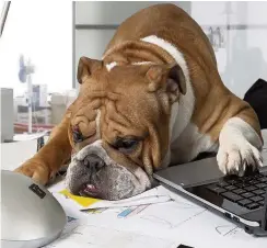  ??  ?? HARD SHIFT Bring Your Dog To Work Day on June 24