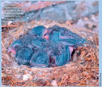 ??  ?? When helpless, flightless babies, the nestling Swifts spend more time ‘on land’ than during the rest of their lives