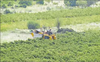  ??  ?? Cette année, les vignerons auront redoublé d’effort pour protéger leurs vignes du mildiou mais le jeu en valait la chandelle. Le beau temps excempt de pluie lors des vendanges a couronnée une grande année.