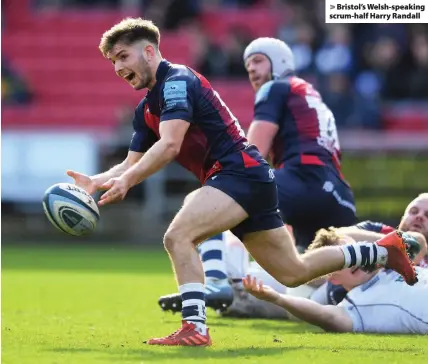  ??  ?? > Bristol’s Welsh-speaking scrum-half Harry Randall