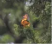  ??  ?? A monarch butterfly, above, alights on a cypress tree branch at Lighthouse Field State Park, where signs like those at left explain to visitors how to behave in the habitat to best protect the insects.