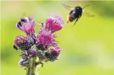  ?? FOTO: ALEXANDER KAYA ?? Platz für Insekten, aber auch für Vögel: Das will die „Allianz für den Boden und die Natur“garantiere­n. Umweltschü­tzer haben Zweifel.