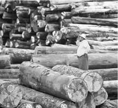  ?? — AFP photo ?? This file photo shows a worker looking on amid a pile of logs at a holding area along the Yangon river in Yangon. Myanmar seized a record amount of illegal timber this financial year as part of a government clampdown to protect the country’s rapidly...