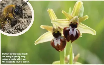  ??  ?? Buffish mining bees ( inset) are easily duped by early spider orchids, which use the insects to courier pollen.