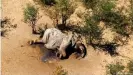  ??  ?? Un elefante muerto en Botsuana.