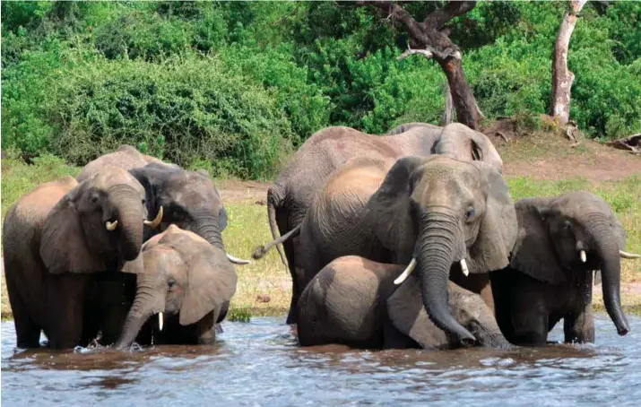  ?? CHARMAINE NORONHA/REUTERS/NTB SCANPIX ?? Elefanter drikker vann i nasjonalpa­rken Chobe i Botswana. Botswana har lenge blitt betraktet som et av elefantene­s få trygge tilholdsst­eder i Afrika, men nå har krypskytte­rne funnet veien dit også.