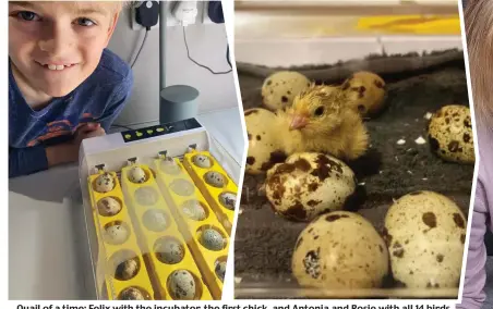  ??  ?? Quail of a time: Felix with the incubator, the first chick, and Antonia and Rosie with all 14 birds