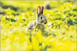  ?? (Pic: D Casolani) ?? This rabbit was photograph­ed by Deirdre Casolani near Fermoy, happily feeding prior to the Easter weekend.