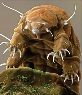  ??  ?? Hardy: The tardigrade can live for years without water