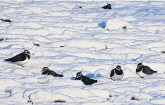  ?? Picture: Jim Crumley. ?? Lapwings mysterious­ly hunkered down in the snow on Flanders Moss.