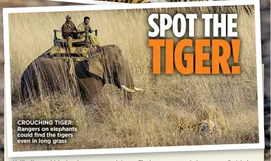  ??  ?? CROUCHING TIGER: Rangers on elephants could find the tigers even in long grass