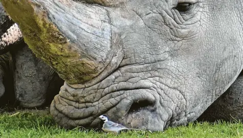  ?? Foto: Arno Wehrmann ?? Nashorn Kibibi vermisst das Publikum im Augsburger Zoo.