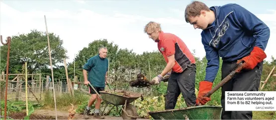  ?? GAYLE MARSH ?? Swansea Community Farm has volunteers aged from 8 to 82 helping out.