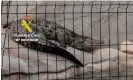  ?? ?? One of the Nile crocodiles seized by the Seprona division of the Guardia Civil. Photograph: Guardia Civil