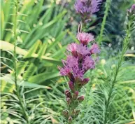  ?? VIA AP JESSICA DAMIANO ?? Liatris spicata is known by several common names, including gayfeather and blazing star.