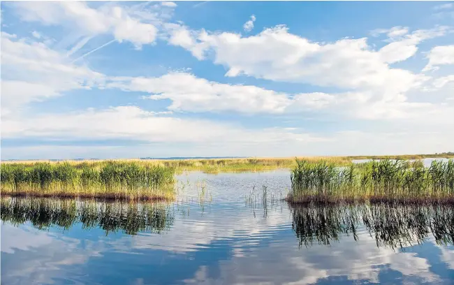  ??  ?? Rund 180 Quadratkil­ometer Schilf umgeben das „Meer der Wiener“, wie der Neusiedler See gern genannt wird.