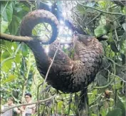  ?? AFP/Getty Images ?? A RESCUED pangolin is released in Indonesia. The burrowing mammals’ scales are prized by poachers.