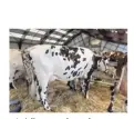  ??  ?? « Inédite » est la vache normande que des élèves présentero­nt au prochain Salon de l’Agricultur­e dans le cadre du Trophée des Lycées.