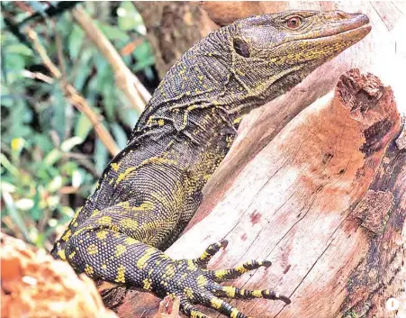  ??  ?? 1 1. One of the first photograph­s in life of the newly discovered Varanus bitatawa from Barangay Dibuluan, San Mariano. Photo from https://commons.wikimedia.org/wiki/file:varanus_bitatawa_(ku_322188)_ from_barangay_dibuluan,_san_mariano_-_zookeys-266-001-g069.jpg / Brown R, Siler C, Oliveros C, Welton L, Rock A, Swab J, Van Weerd M, van Beijnen J, Rodriguez D, Jose E, Diesmos A (2013). "The amphibians and reptiles of Luzon Island, Philippine­s, VIII: The herpetofau­na of Cagayan and Isabela Provinces, northern Sierra Madre Mountain Range". Zookeys 266: 1. Doi:10.3897/zookeys.266.3982.