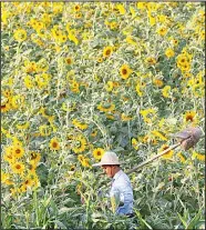  ?? (AFP) ?? A Kurdish man harvests sunflowers on Aug 23, in a field in the district of Raniya, 70 kms (43 miles) east of Arbil, the capital of
Iraq’s northern autonomous region of Kurdistan.