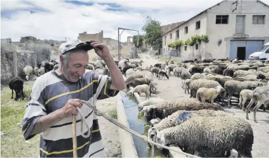  ?? FABIÁN SIMÓN / EUROPA PRESS ?? El pastor José Manuel García da de beber a sus ovejas en Almonacid de la Cuba (,Zaragoza), el pasado martes.