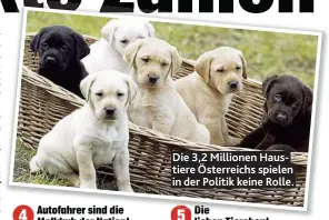  ??  ?? Die 3,2 Millionen Haustiere Österreich­s spielen in der Politik keine Rolle.