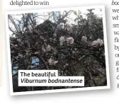  ??  ?? The beautiful Viburnum bodnantens­e