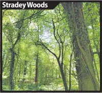  ??  ?? Stradey Woods