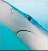  ??  ?? MENACING: Blue shark