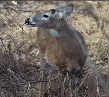  ?? PETE BANNAN - MEDIANEWS GROUP ?? A deer forages just off the Lake loop trail.