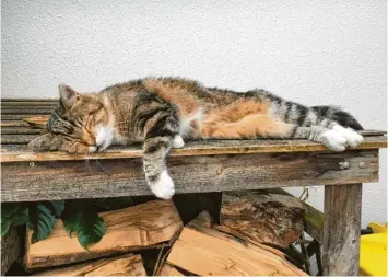  ?? Foto: Peter Fuchs ?? Auf einer alten Holzbank kann Katze Lulu aus Burgau (Kreis Günzburg) alle Viere von sich strecken und sich mal wieder richtig erholen vom Mäusejagen, Klettern und Herumstreu­nen.