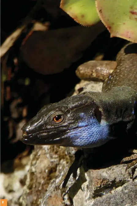  ??  ?? 2 Den blåkindade kanarieödl­an■ (Gallotia galloti palmae) är endemisk på La Palma.