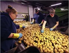  ??  ?? Potatoes are examined along a conveyor belt before being loaded into a tractor trailer at the Sackett Potato farm in Mecosta, Mich.