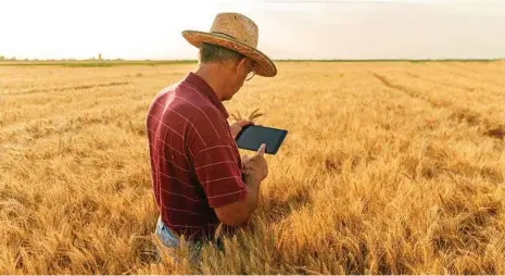  ?? PHOTO: ZORAN ZEREMSKI ?? GRAIN MARKET: Nidera Australia says the major focus now is looking for a home for Australian wheat.