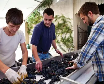  ??  ?? Left: winemaker Olivier Berrouet (centre) helps harvest workers to sort Petrus grapes by hand