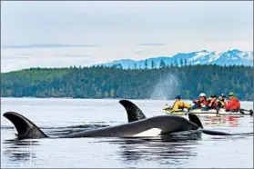  ?? GARY LUHM/ROW SEA KAYAK ADVENTURES ?? Two orcas surface near kayakers in British Columbia’s Johnstone Strait.