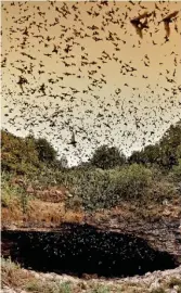  ??  ?? Mexican free-tailed bats migrate every year to give birth at Bracken Cave, Texas