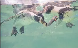  ?? HT PHOTO ?? Penguins and their chicks along with the new underwater crocodiles and gharials viewing gallery have played a big role in attracting people to Byculla Zoo this summer.