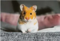  ?? Foto: Melissa Keizer, Adobe Stock ?? Hamster wirken mit ihren niedlichen Kullerauge­n vor allem auf Kinder sehr anziehend. Aber als Haustier sind sie anspruchsv­oll.