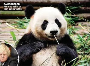  ?? ?? BAMBOOZLED PM may baffle us with panda waffle