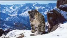  ?? COURTESY PHOTO ?? There are may be as few as 3,500 snow leopards left in the wild. They are famously illusive and difficult to film and have become increasing­ly threatened by climate change and human disturbanc­e.