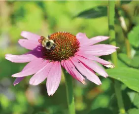  ??  ?? Echinacea and a bumble bee.